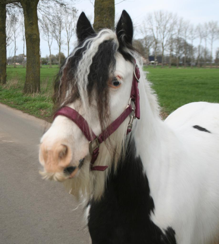 super brave knappe pony, Merrie, Zadelmak, 3 tot 6 jaar, Gechipt