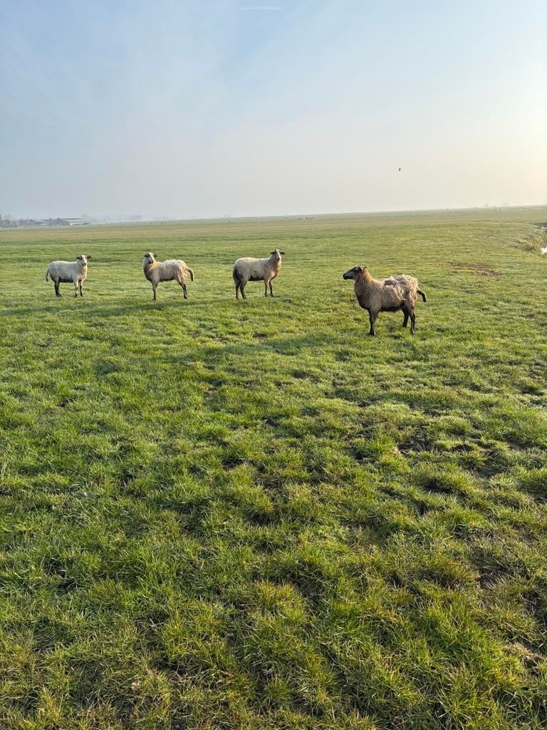 Maasduin ooien drachtig, Vrouwelijk, Schaap
