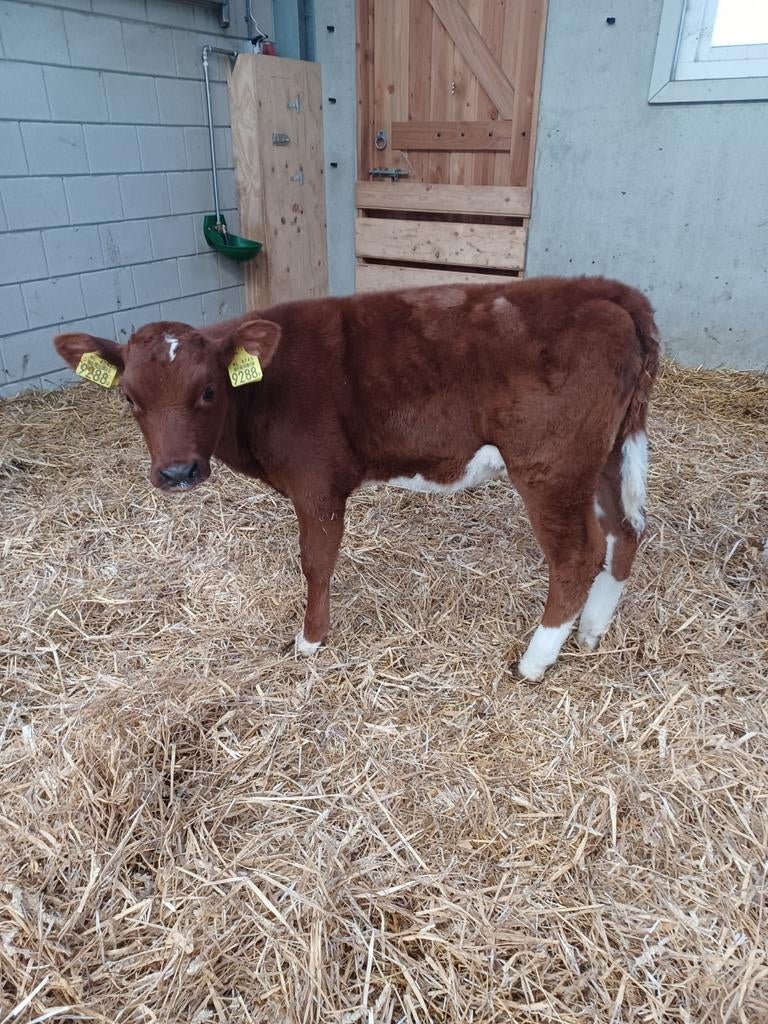 Brandrood vaarskalf, Dieren en Toebehoren, Mannelijk