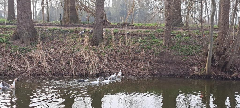 Broedeieren loopeend & chineese knobbelgans, Dieren en Toebehoren, Ophalen, Nieuw, Overige typen