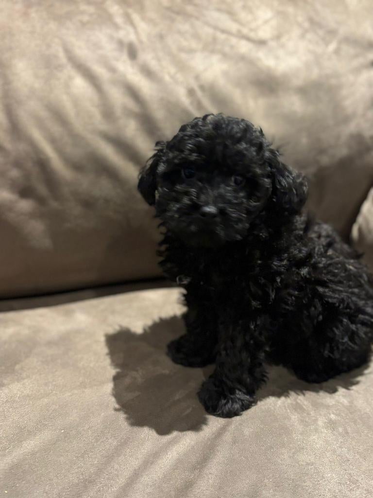 Super lieve maltipo pup te koop, Eén hond, Nederland, Particulier, Reu