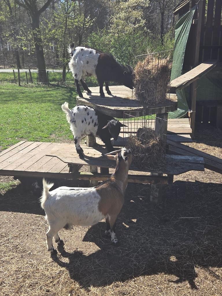 Te koop drachtige geit met 2 lammeren., Dieren en Toebehoren, Schapen, Geiten en Varkens, Vrouwelijk, Geit