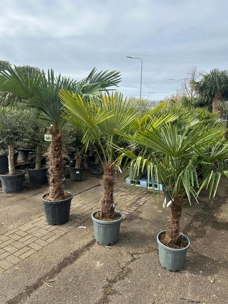 Palmen palmboom trachycarpus, Tuin en Terras, Planten | Bomen, 100 tot 250 cm, Zomer, Palmboom, Ophalen