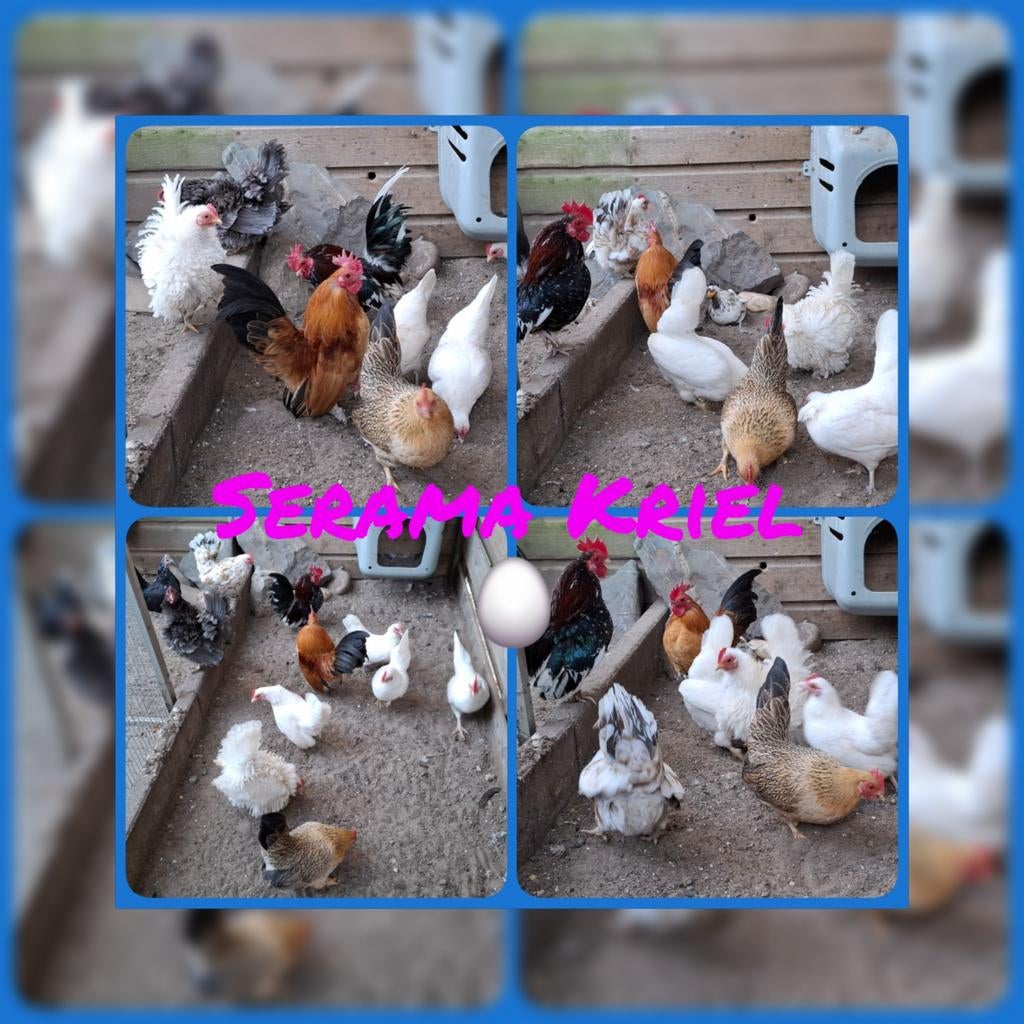 Serama kriel broedeieren. (Zijde, krul- en gladveer), Dieren en Toebehoren, Pluimvee