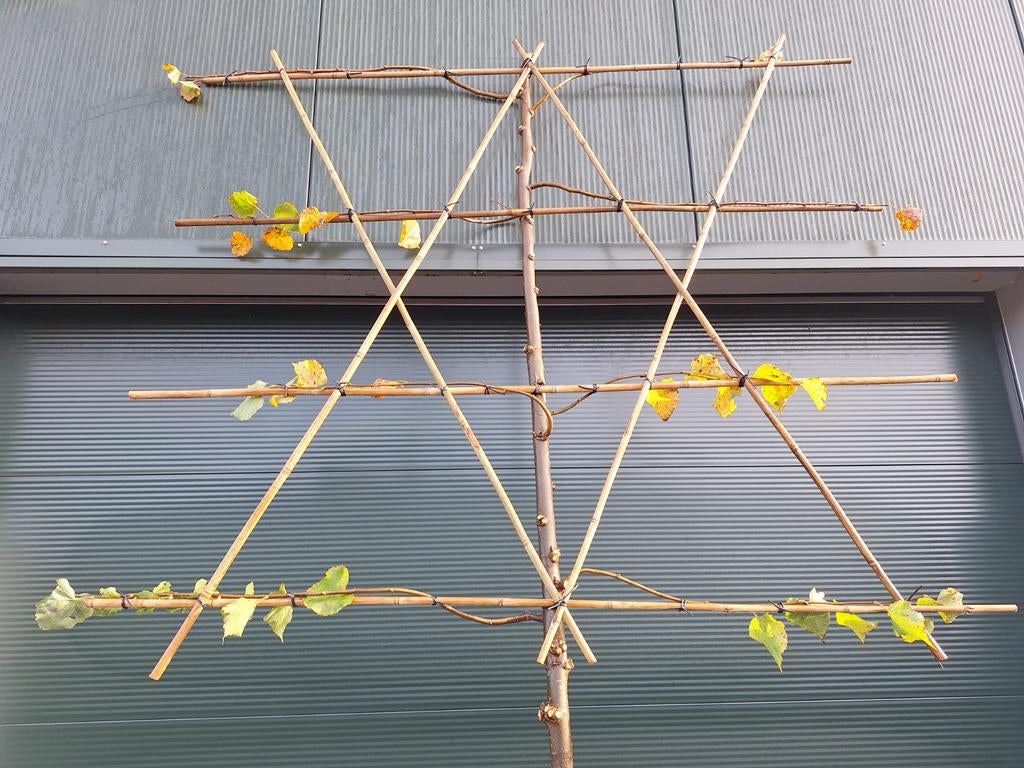 Leilinde 4-etages,  Leiboom,  leibomen linde hoogstam, Tuin en Terras, Ophalen, Volle zon, Leiboom