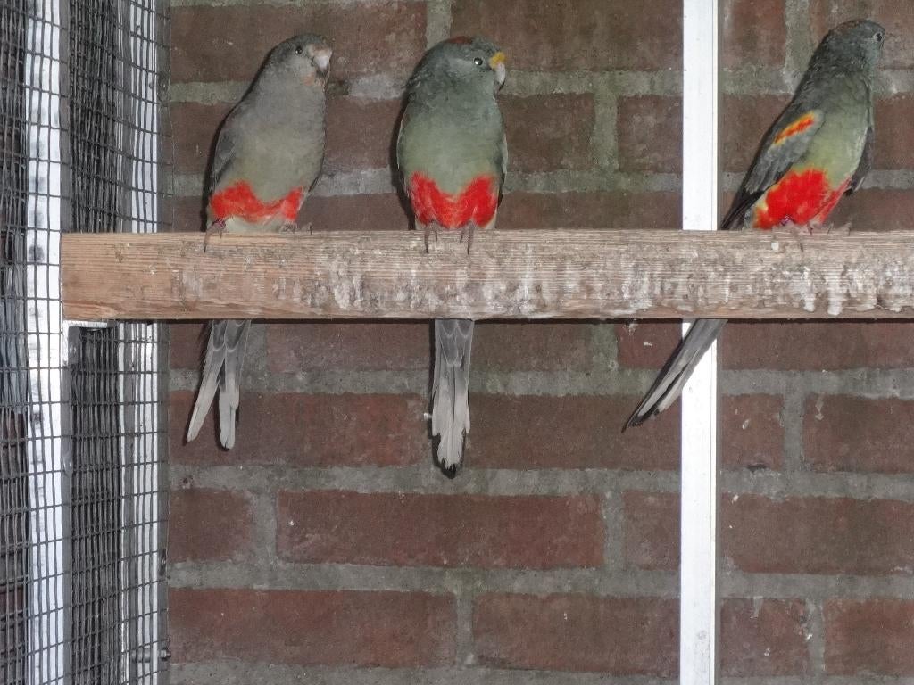 Veelkleuren, Dieren en Toebehoren, Vogels | Parkieten en Papegaaien, Meerdere dieren, Parkiet, Geringd