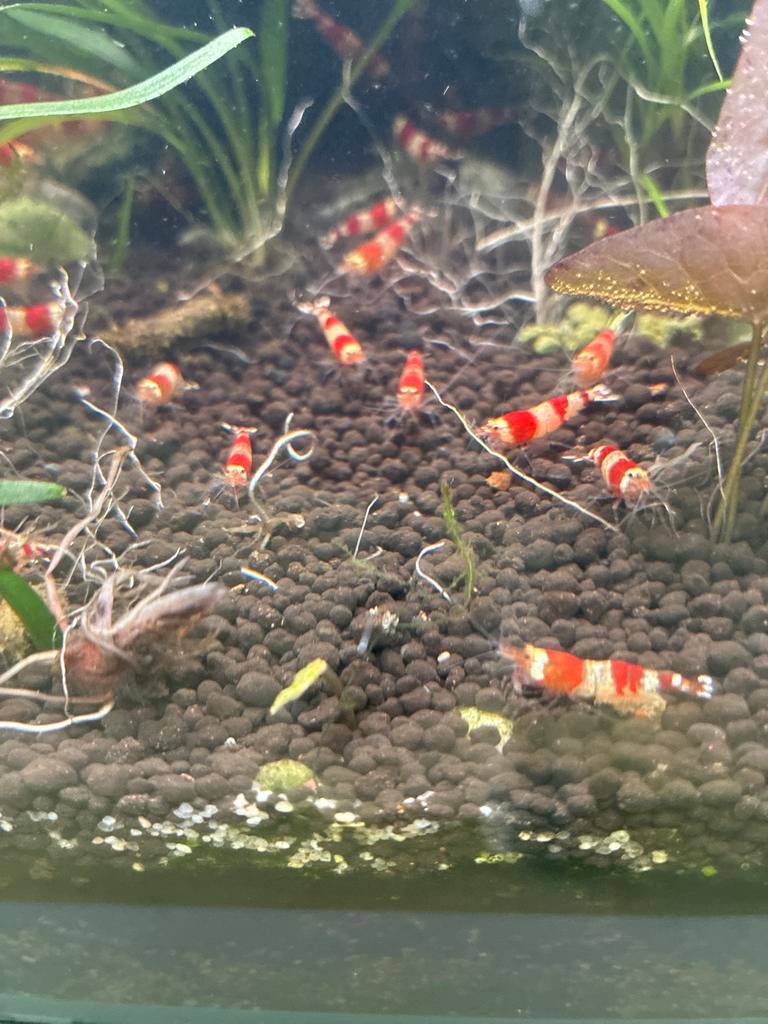 Red Crystal garnalen (kraanwater), Kreeft, Krab of Garnaal, Zoetwatervis, Schoolvis