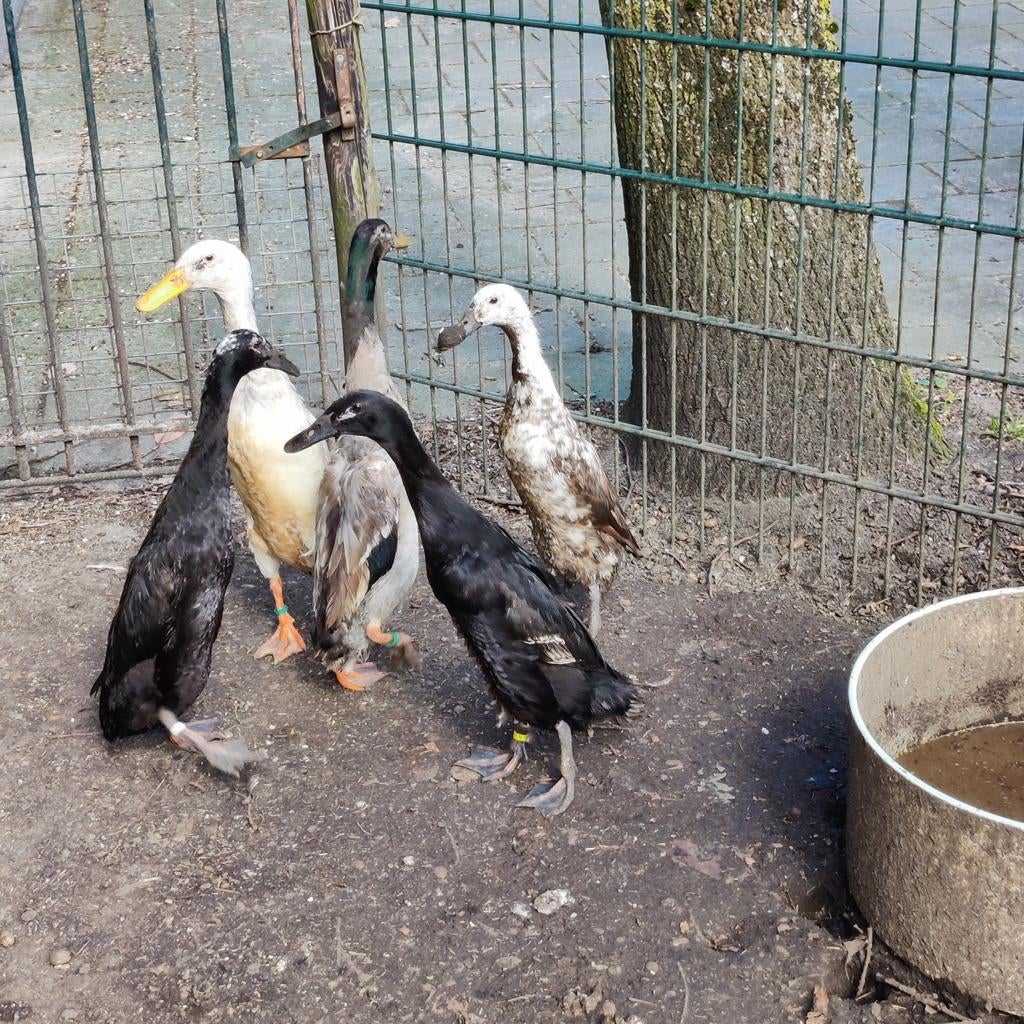 Indische loopeenden, Meerdere dieren, Eend