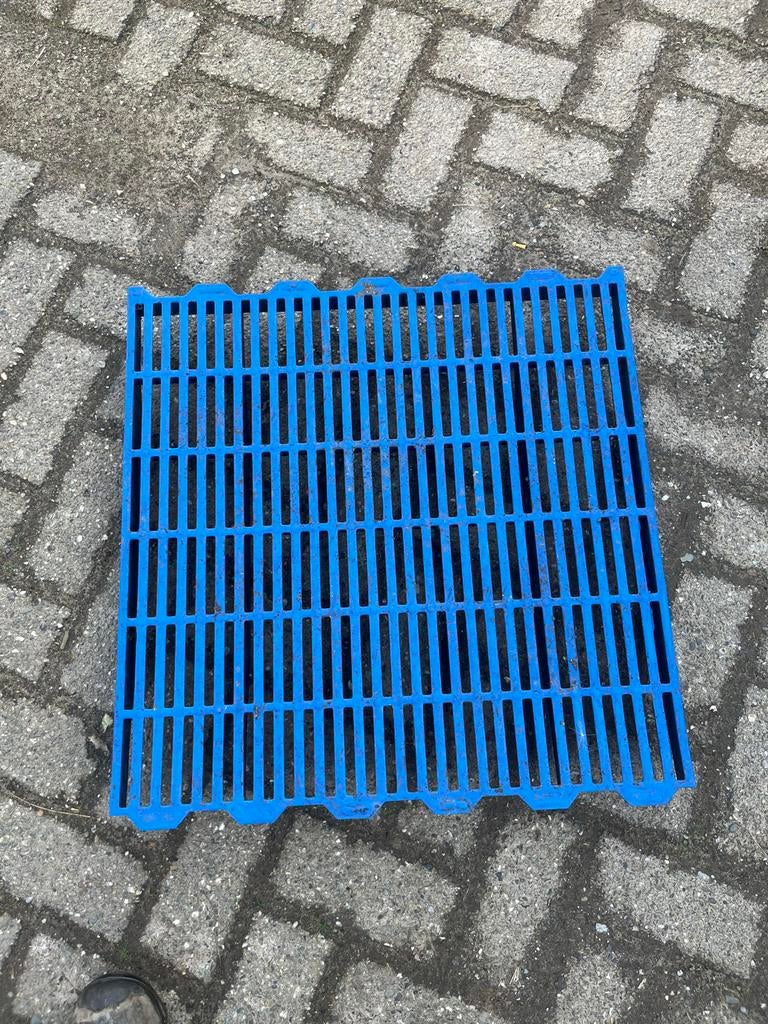 Biggen roosters, Meerdere dieren, Schaap