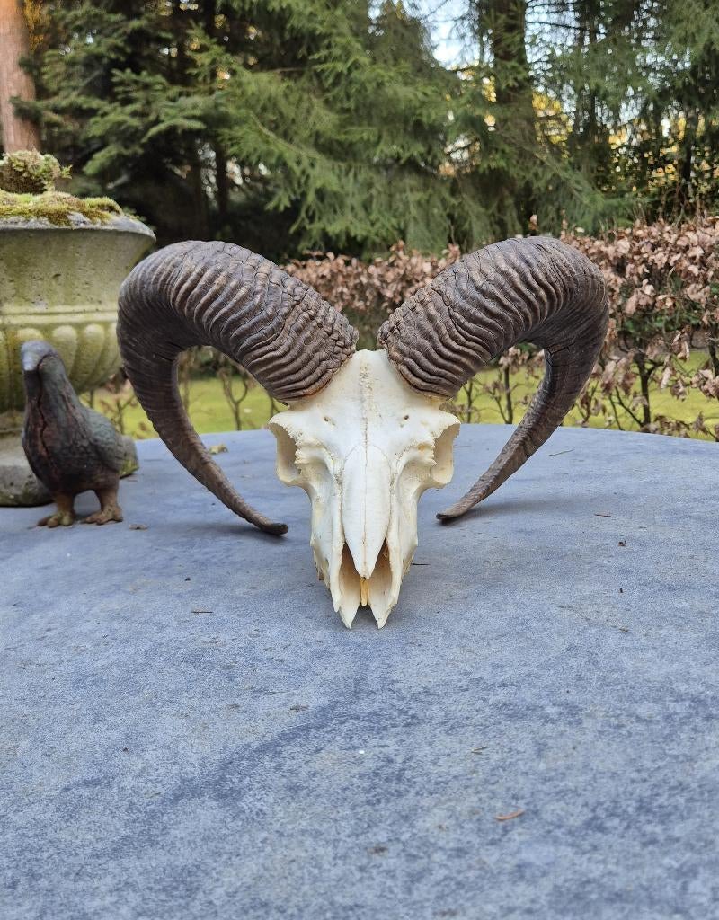 Prachtige Moeflon Schedel Met Hoorns Jacht Mancave g52, Ophalen of Verzenden, Gebruikt, Wild dier, Schedel