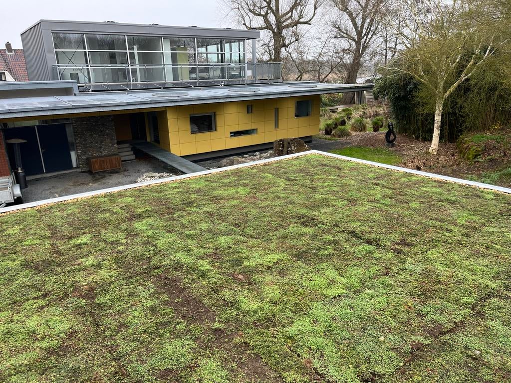 Sedum matten en trays voor groendaken, Ophalen of Verzenden, Nieuw, Gras