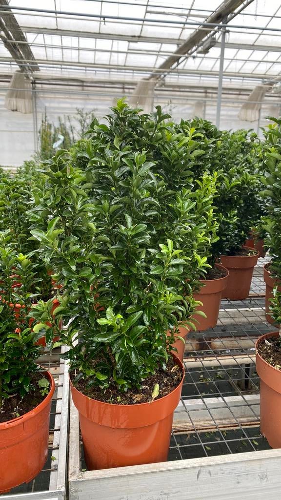 Euonymus (green spire) buxusvervanger), Tuin en Terras, Planten | Struiken en Hagen, Ophalen, Buxus, Minder dan 100 cm