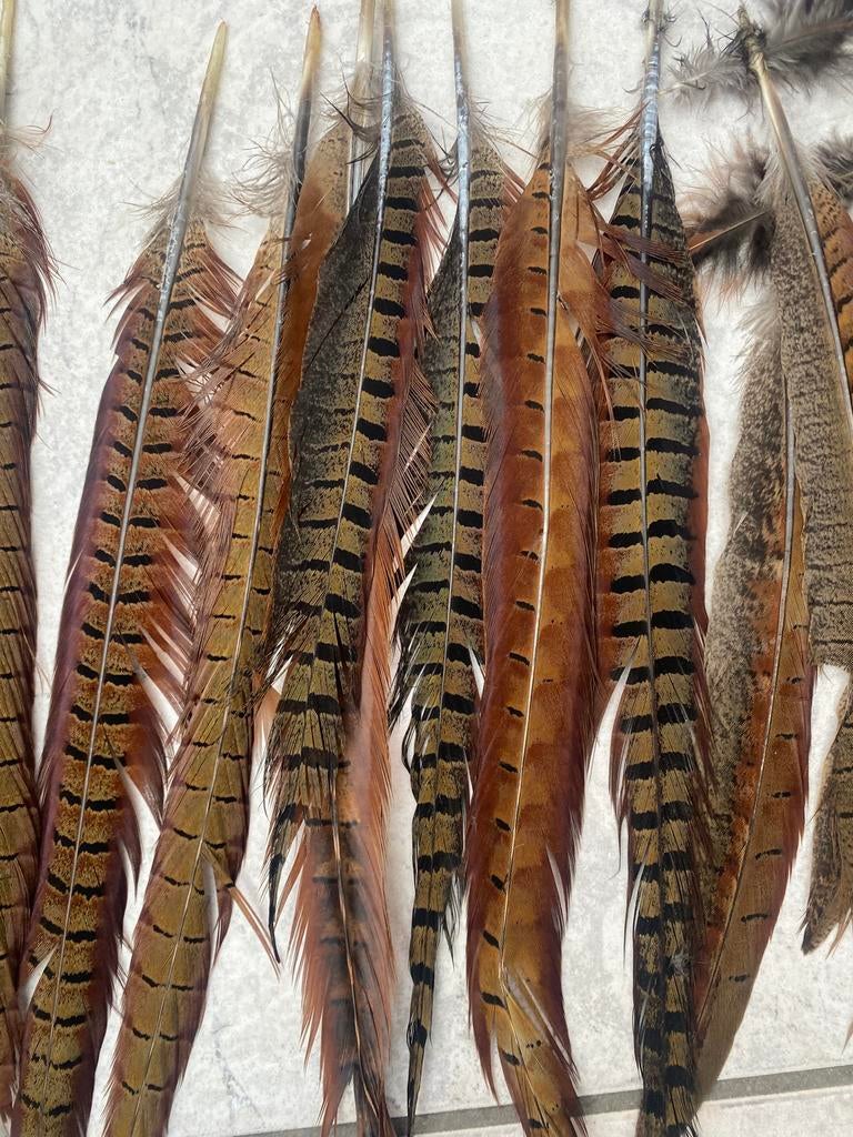 Fazant veren, Ophalen of Verzenden