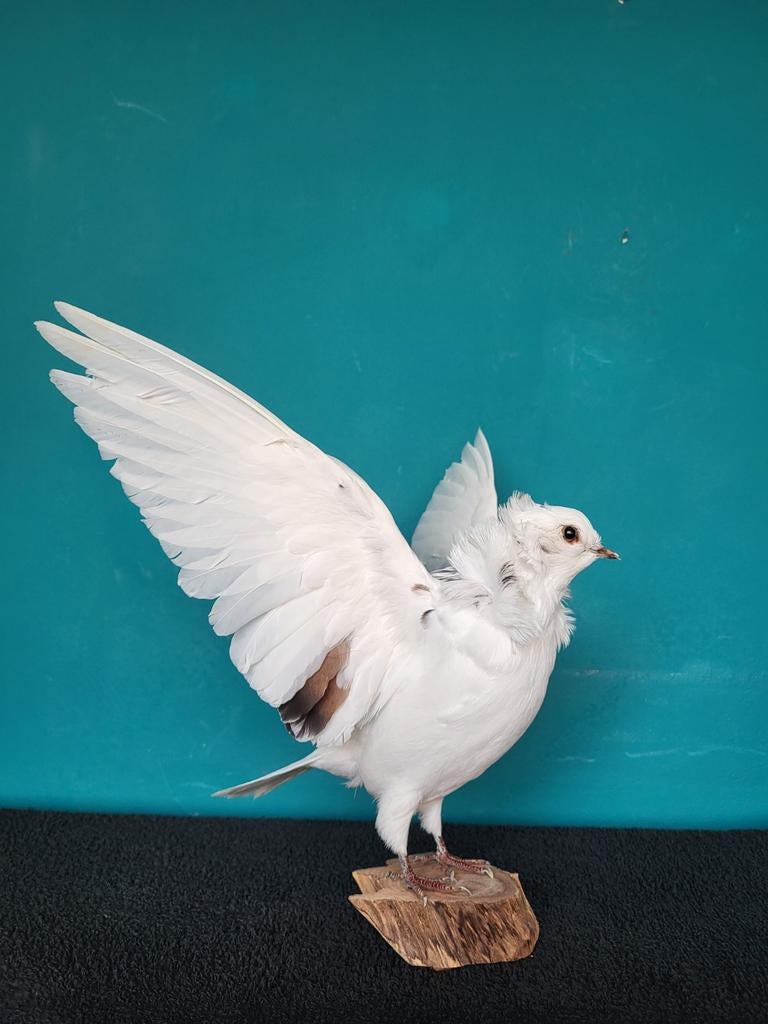 Een schitterende opgezette duif met open vleugels!, Ophalen of Verzenden, Nieuw, Vogel, Opgezet dier