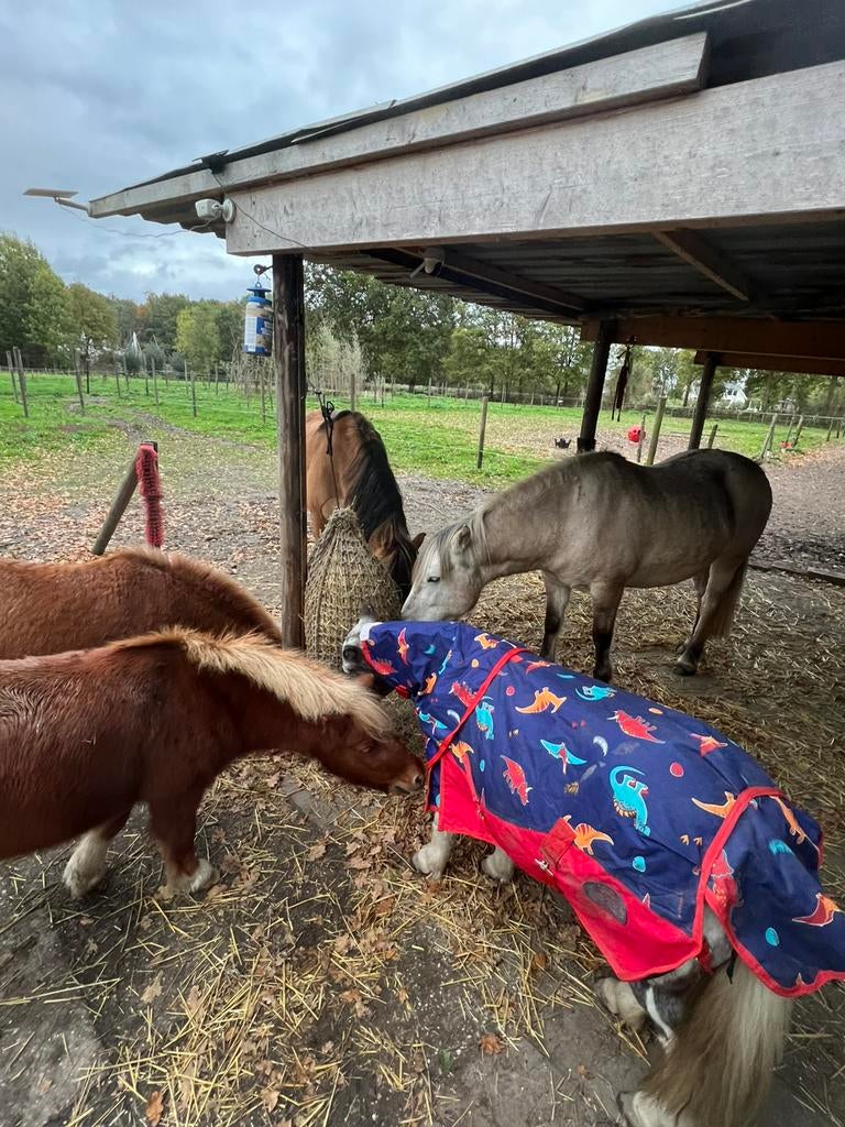 Stalling Chaam, Dieren en Toebehoren, Weidegang, 2 of 3 paarden of pony's