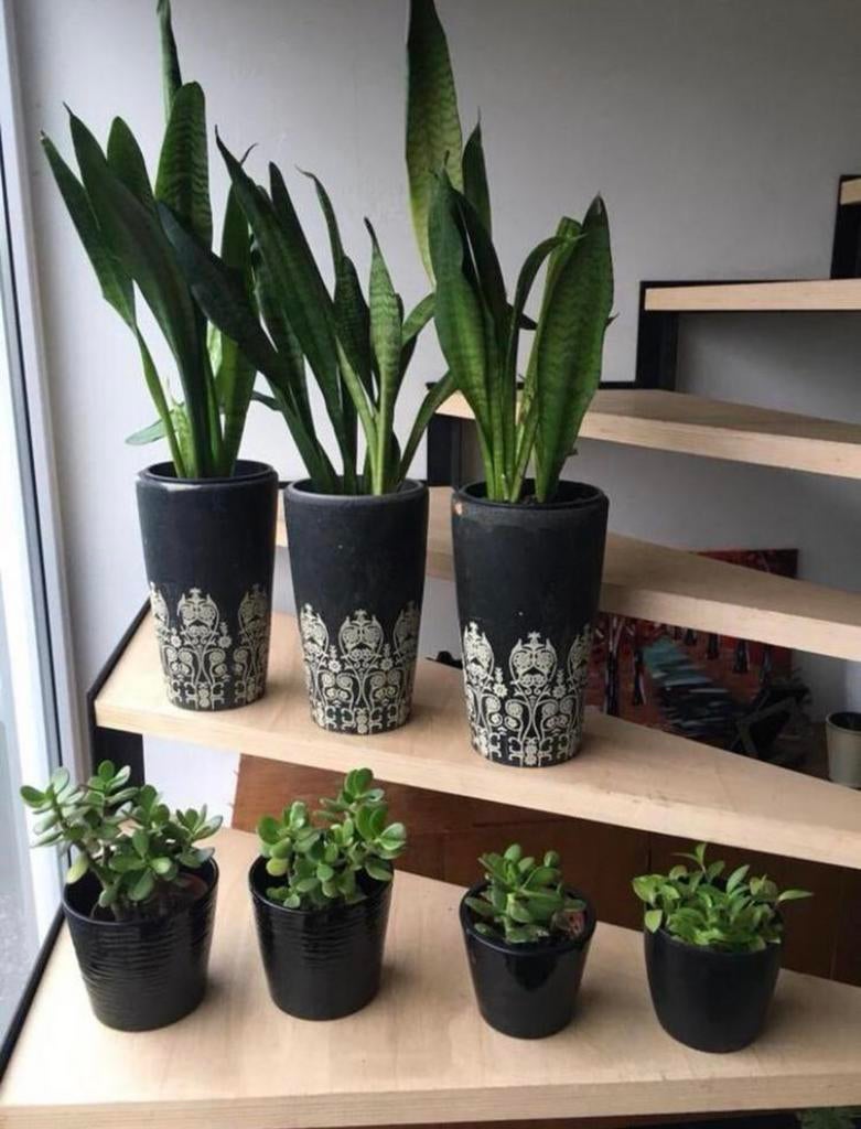 Grote hoge bloempotten met Sanseveria bio kamerplanten, Rond, Ophalen of Verzenden, Zo goed als nieuw, Minder dan 40 cm