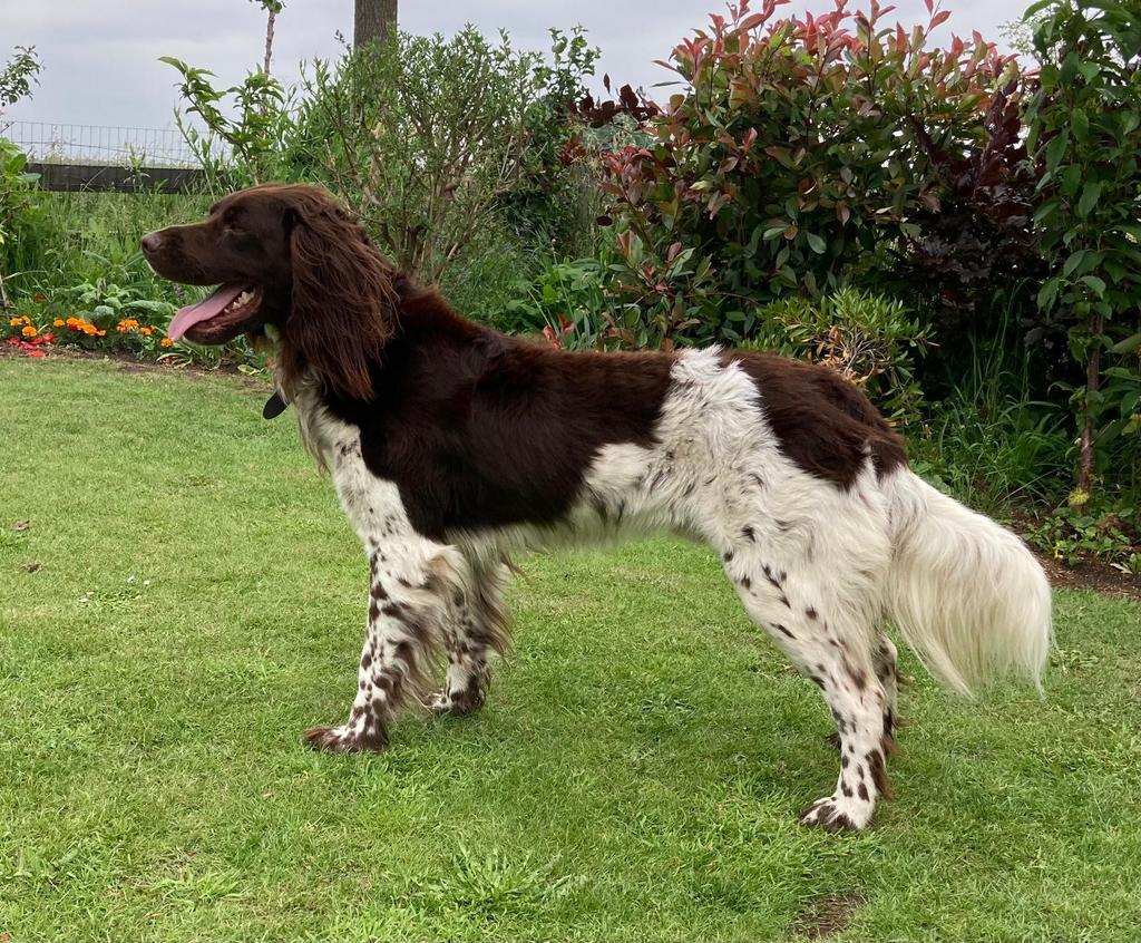 Heidewachtel reu met stamboom ter dekking, Reu, 1 tot 2 jaar, Parvo, Eén hond
