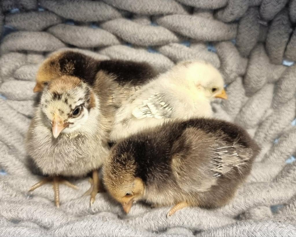 Serama hen kuikens – geënt & cloaca gesekst, Dieren en Toebehoren, Pluimvee, Vrouwelijk, Kip