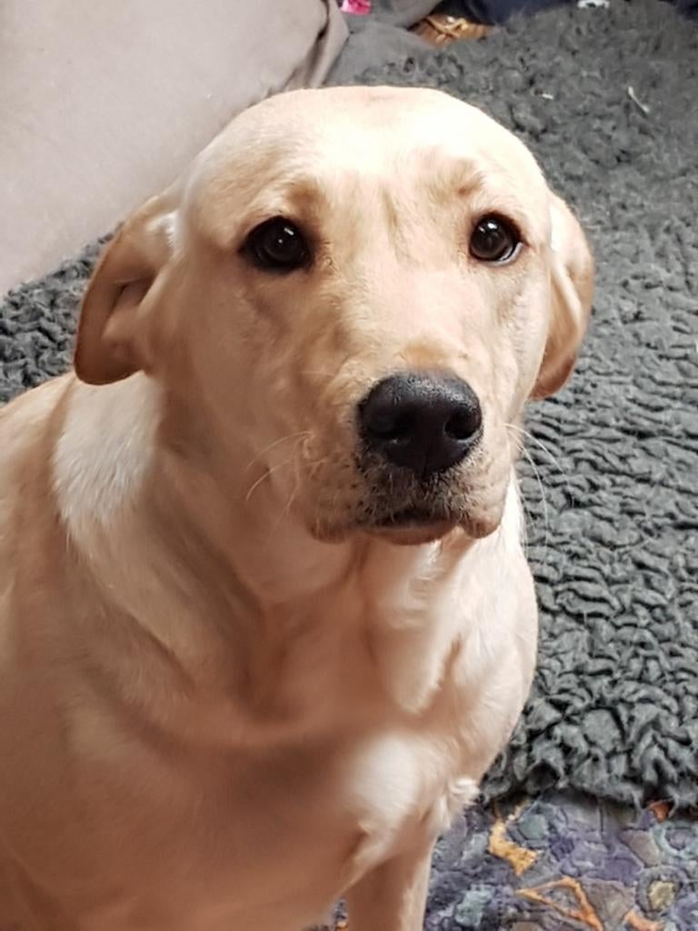 Lieve blonde labrador teef, Dieren en Toebehoren, Honden | Retrievers, Spaniëls en Waterhonden, 6 jaar of ouder, Parvo, Teef, Labrador retriever