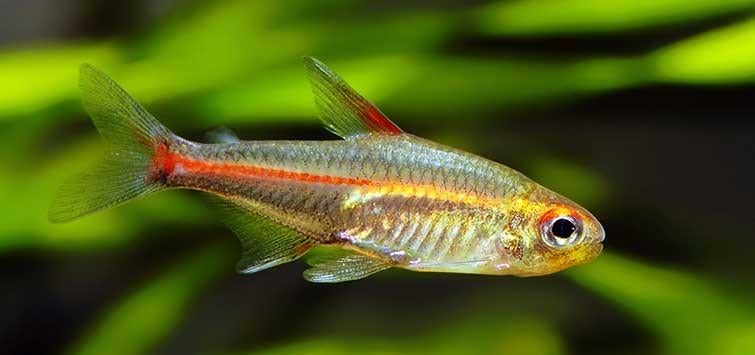 Fire neon tetra