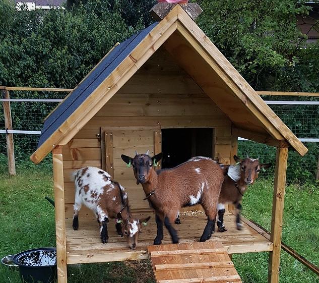 geitenpaalwoning, Meerdere dieren, Schaap