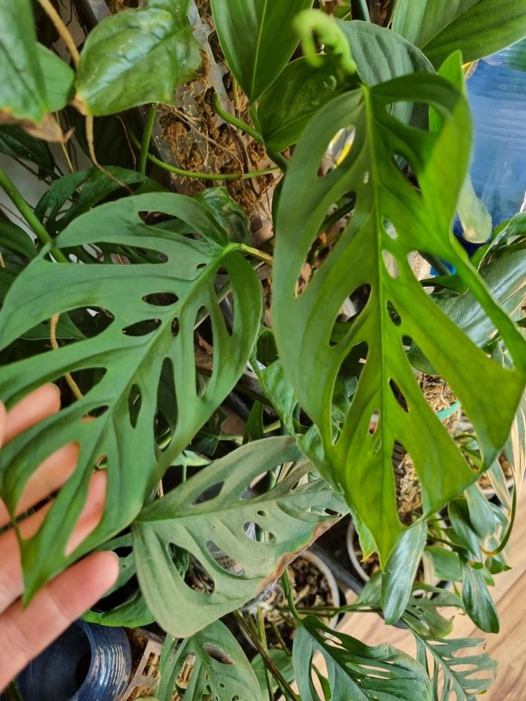 monstera laniata stek, Huis en Inrichting, Kamerplanten, Ophalen of Verzenden, Halfschaduw, Minder dan 100 cm