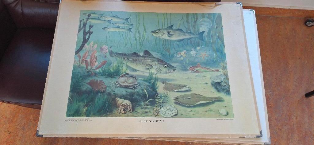 Schoolplaat, Ophalen, Natuur en Biologie