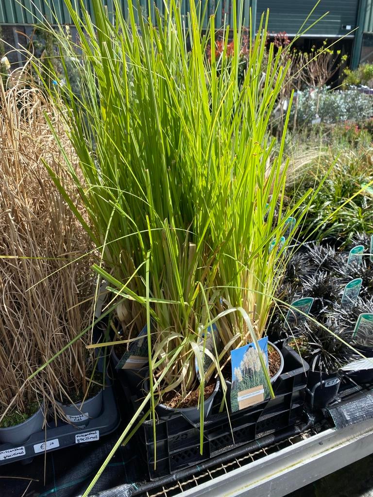 Cortaderia Selloana - Pampasgras voor Tuin en Terras, Ophalen, Volle zon, Vaste plant, Siergrassen