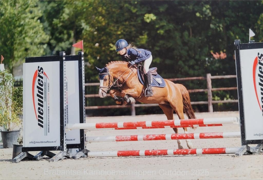 Allround schoolmaster / prijzenpakker, dressuur, springen, Merrie, Met stamboom, Dressuurpony, M