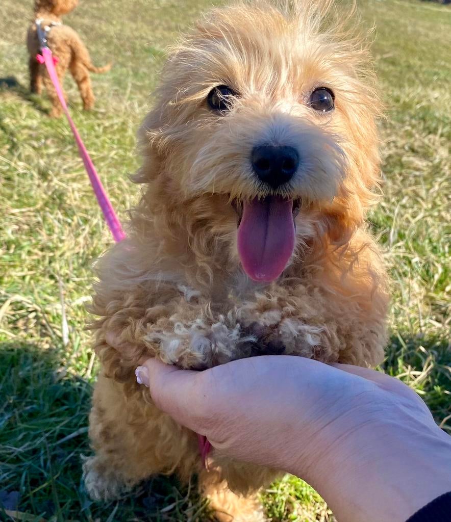 Maltipoo f1b puppy te koop, Dieren en Toebehoren, Honden | Niet-rashonden, Particulier, 15 weken tot 1 jaar, Reu, Eén hond