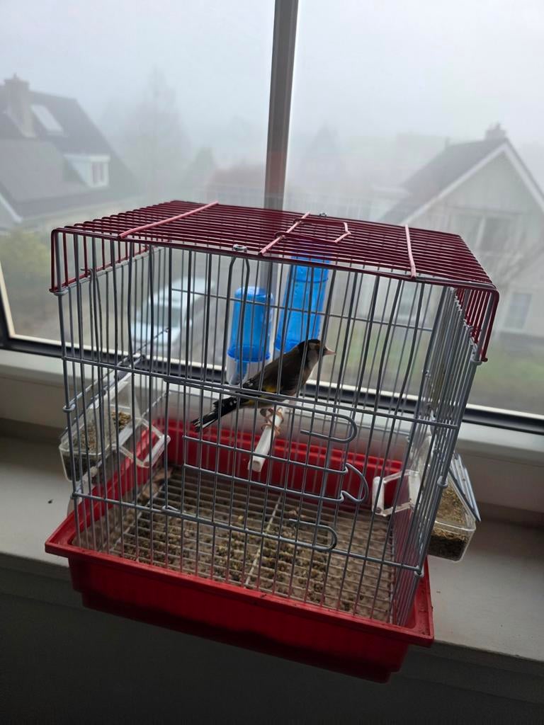 Parva putter, Dieren en Toebehoren, Vogels | Overige Vogels, Mannelijk, Wildzangvogel, Geringd