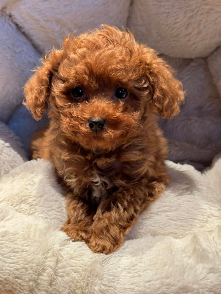Klein type Maltipoo pups! Meerdere kleuren, Poedel, Parvo, Nederland, 8 tot 15 weken
