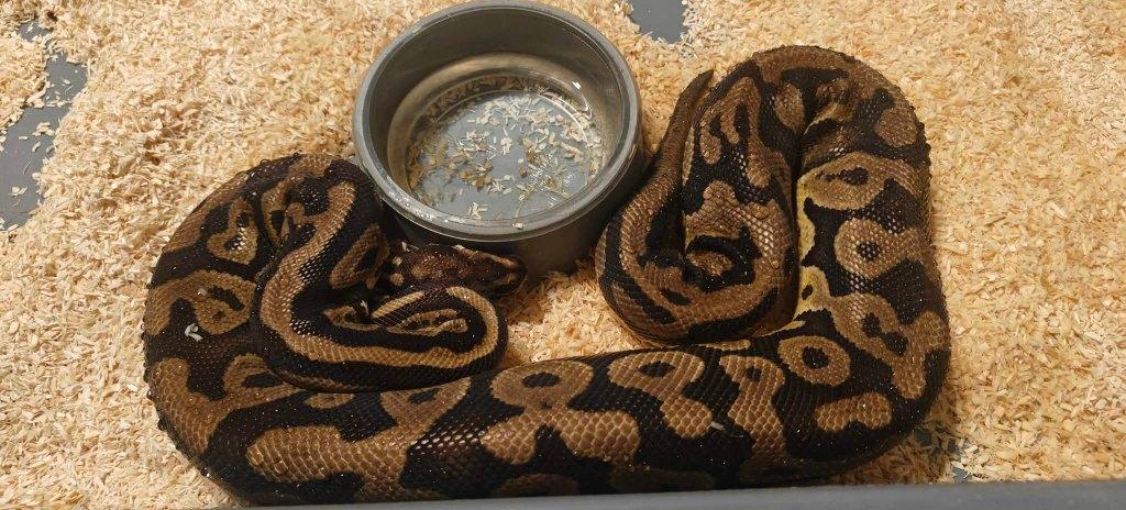 ball python 0.1 confusion leopard het clown Ball Python - female for sale from shirley sterckx