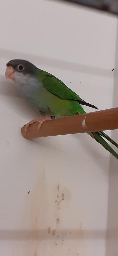 Ayamara parkiet, Mannelijk, Parkiet, Geringd