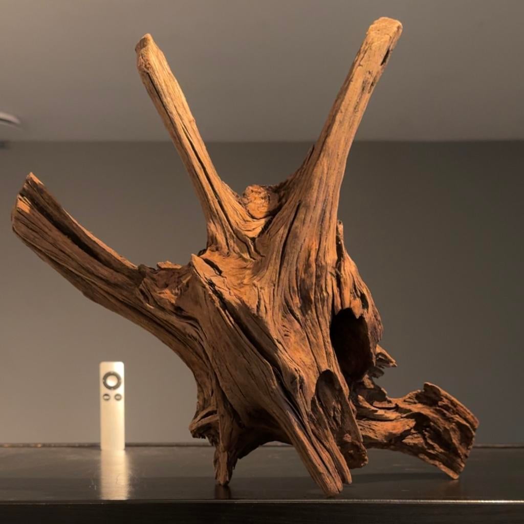 Uniek stuk Kienhout / Driftwood / Spiderwood, Hout Decoratie, Ophalen of Verzenden, Zo goed als nieuw, Plant(en), Steen of Hout