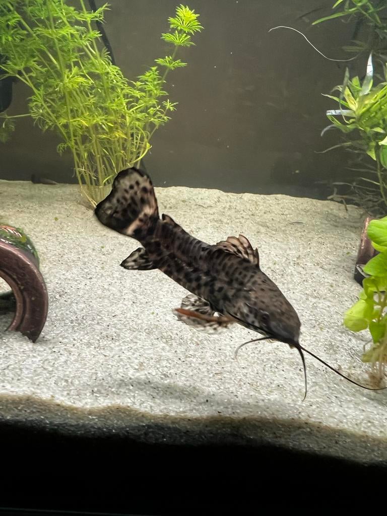 Mooie vis ruilen voor wat anders, Dieren en Toebehoren, Vissen | Aquariumvissen, Vis