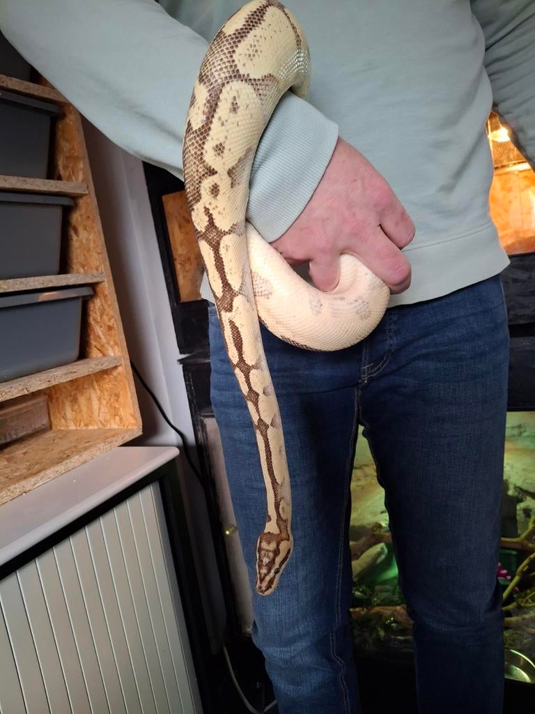 Python regius pastel fire enchi blate., Dieren en Toebehoren, Slang, Tam, 3 tot 6 jaar