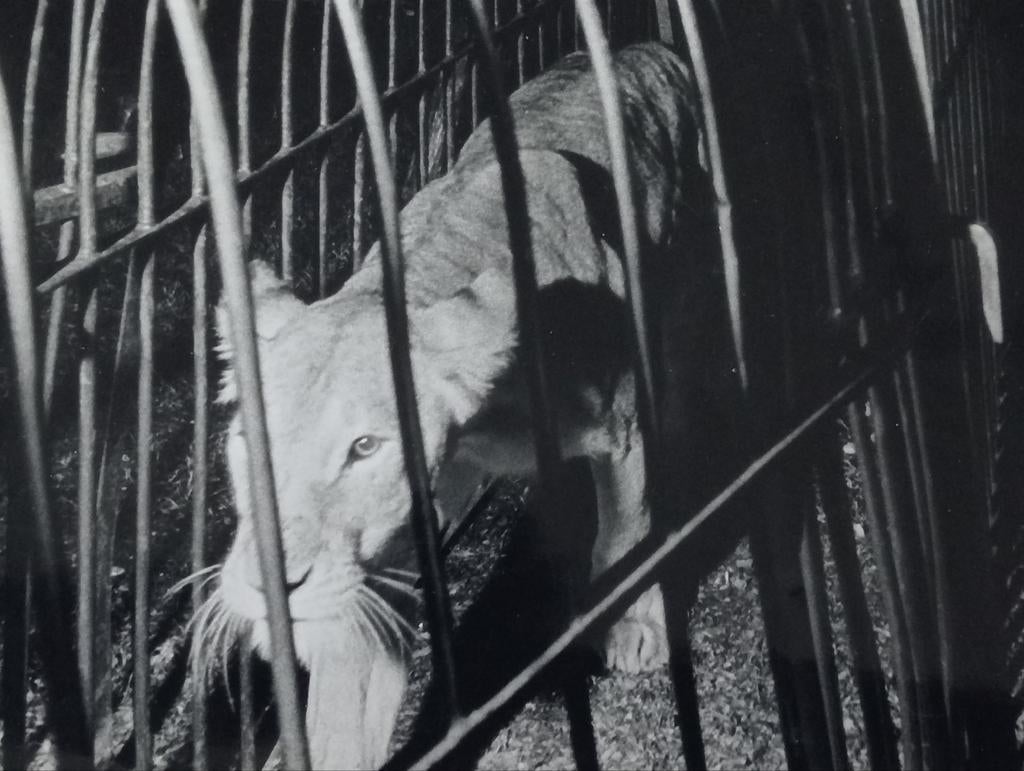 Jongen met leeuwin circus jaren 50/60 B.Melchiors Nordisk, Ophalen of Verzenden, 1940 tot 1960, Gebruikt