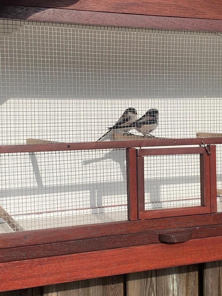 Zeer mooi koppeltje staartmeesjes !, Dieren en Toebehoren, Vogels | Overige Vogels, Meerdere dieren, Geringd