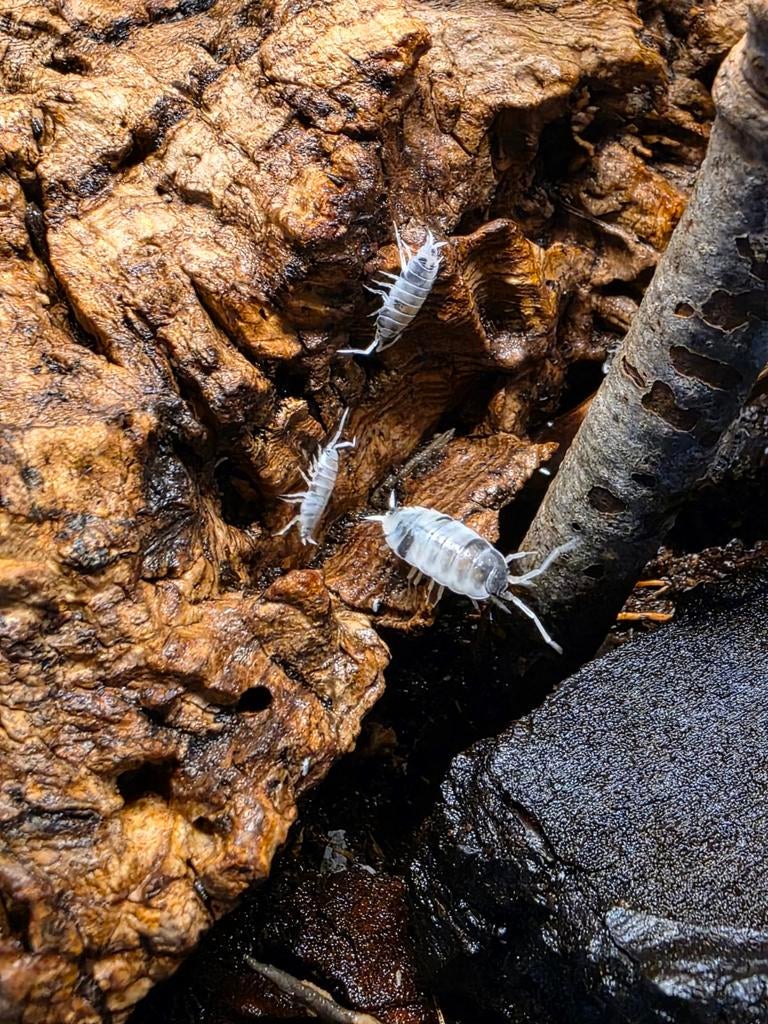 Oreo crumble, Amfibie, 0 tot 2 jaar