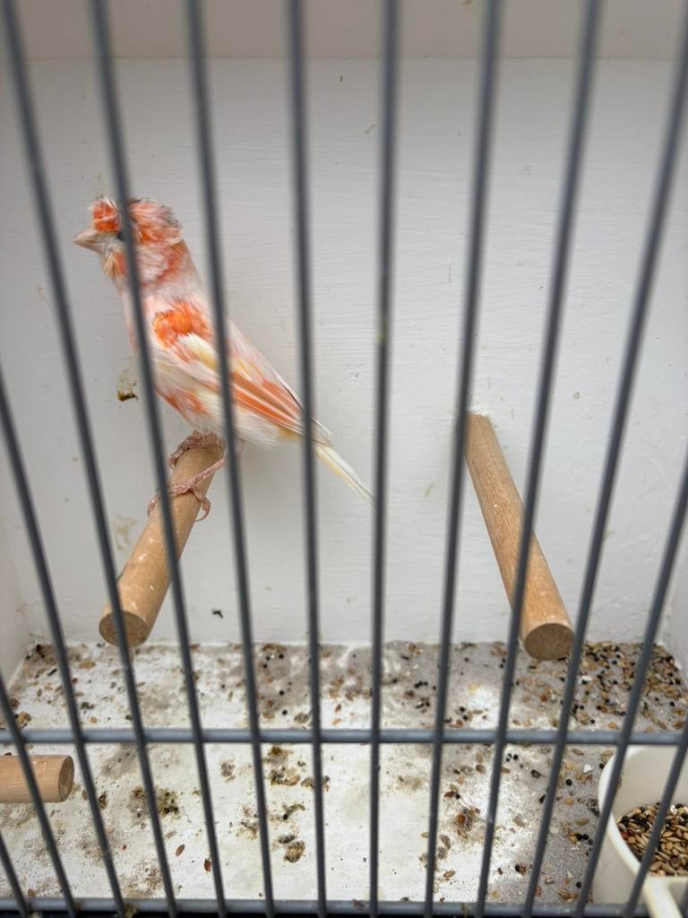 Rood mozaïek man, Dieren en Toebehoren, Vogels | Kanaries, Meerdere dieren, Kleurkanarie