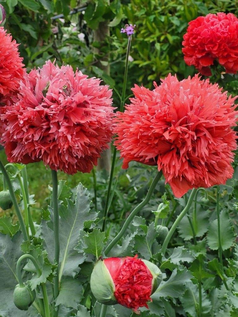 Zaden Papaver rode pompon, Verzenden, Volle zon