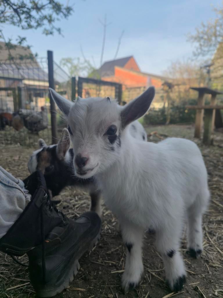 Dwerggeit bokje, Dieren en Toebehoren, Mannelijk, Geit