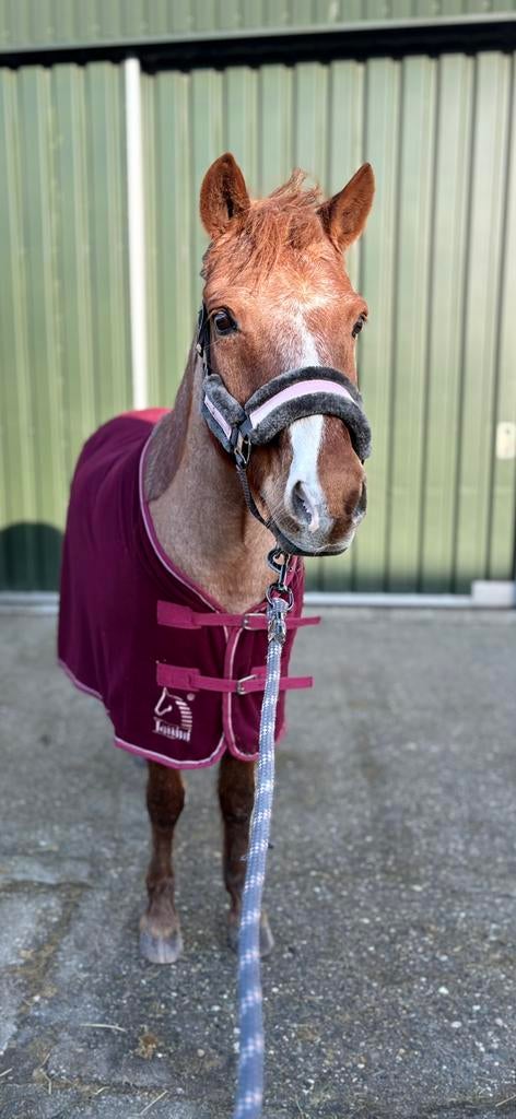 Pony pret met Moos, Dieren en Toebehoren, Paarden en Pony's | Overige Paardenspullen, Ophalen of Verzenden