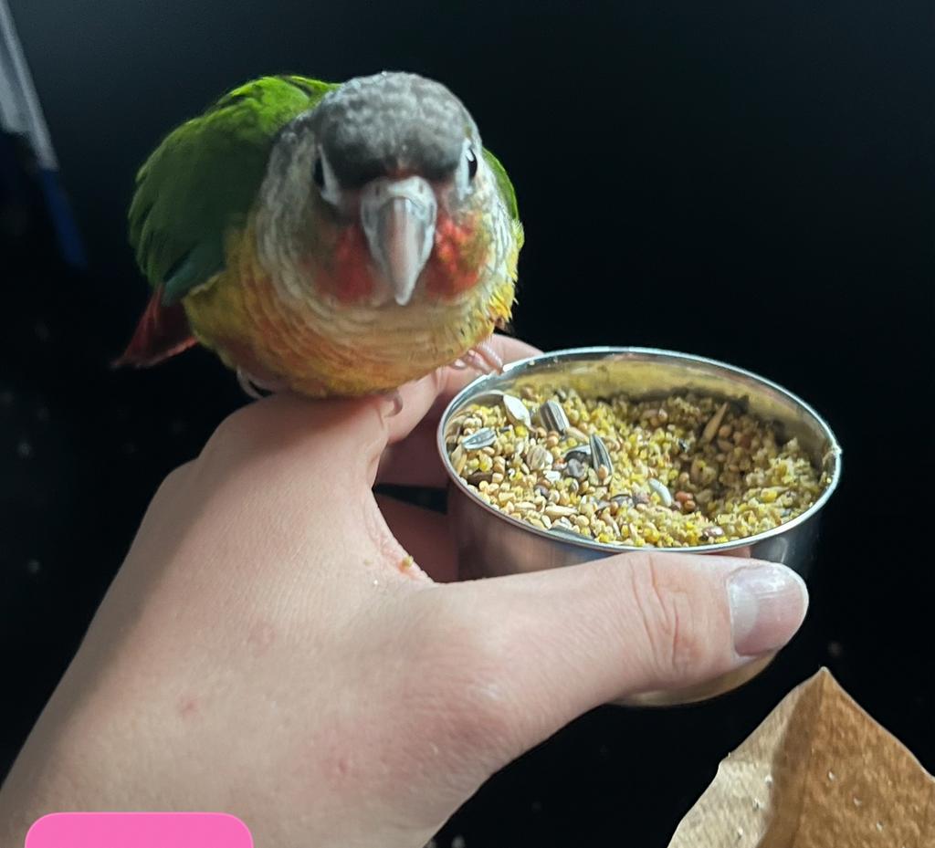 Vermist tamme pyrrhura