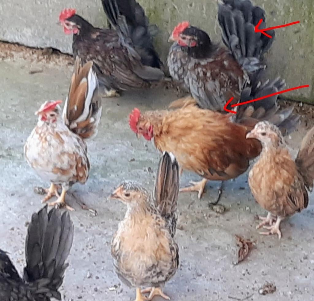 Gratis afhalen 2 Serama haantjes, Dieren en Toebehoren, Mannelijk, Kip