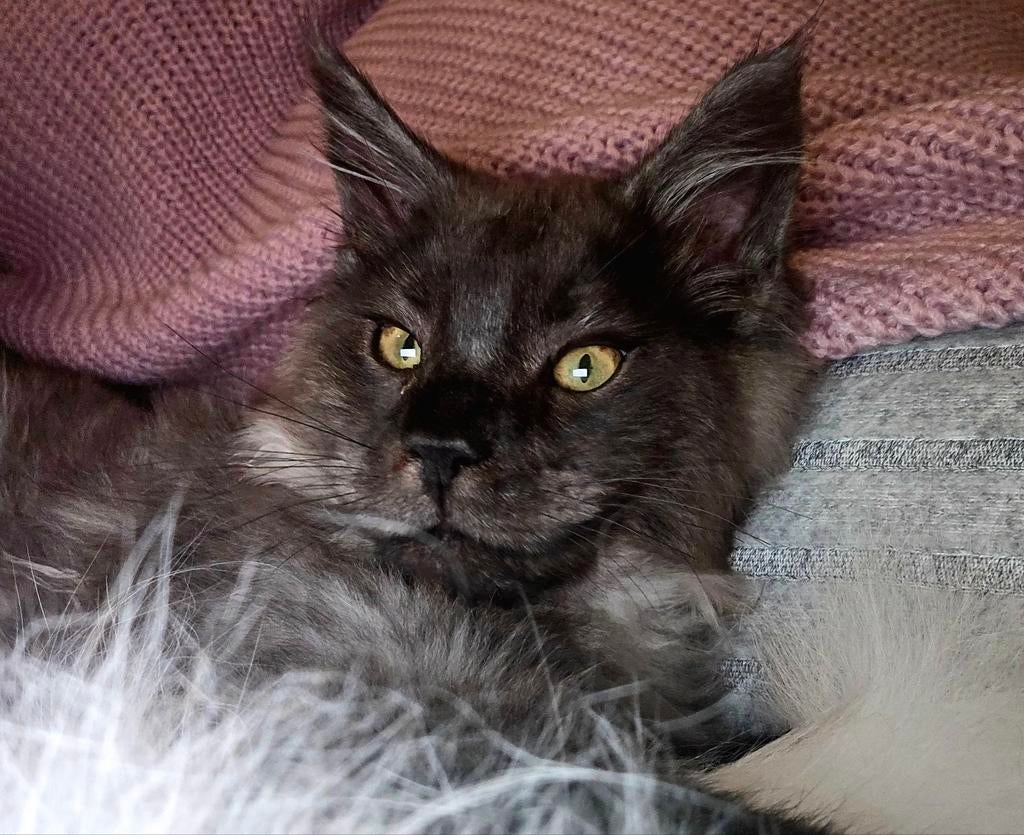 XXL Maine Coon Rus DEKKATER BlackSmoke GetestVriendelijkReus