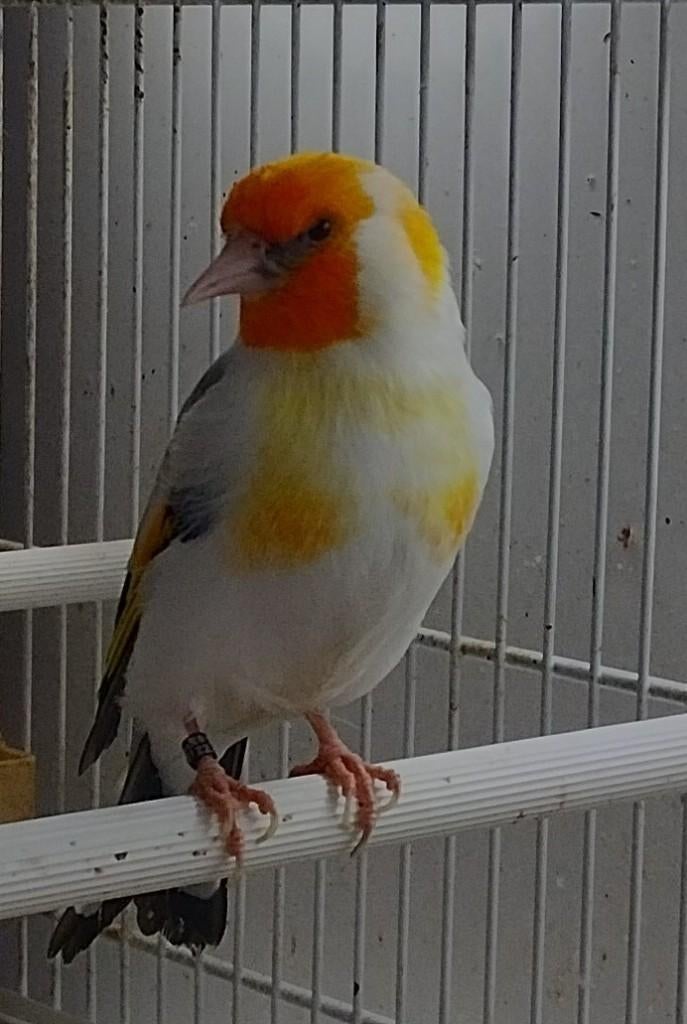 majoor putter witkop man, Dieren en Toebehoren, Vogels | Overige Vogels, Mannelijk, Wildzangvogel