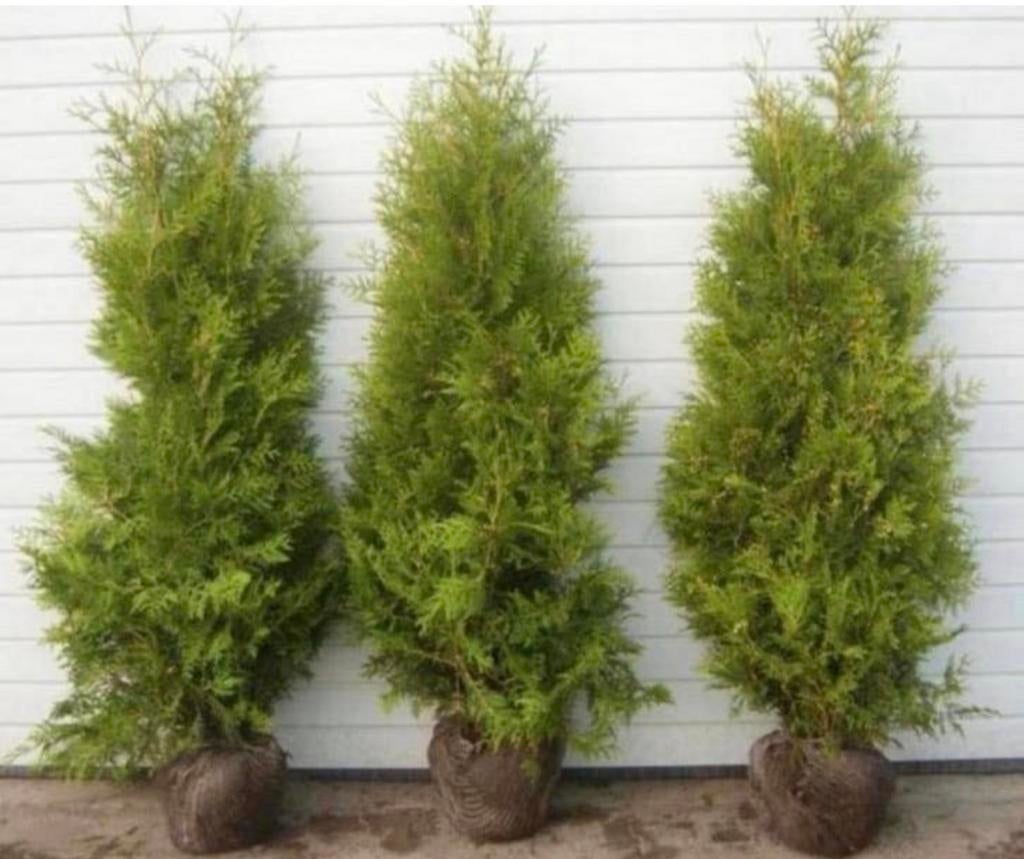Conifeer brabant, Ophalen of Verzenden, Conifeer, 100 tot 250 cm
