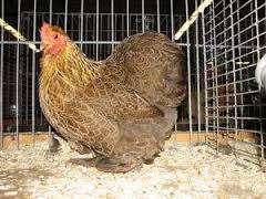 KNUFFELKIPPEN., Vrouwelijk, Kip